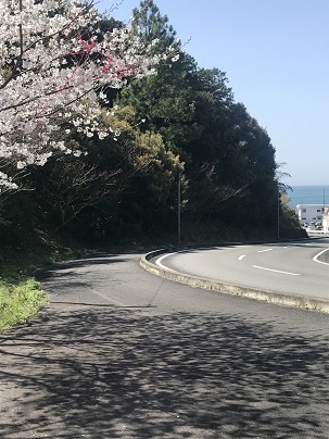 下り坂桜③