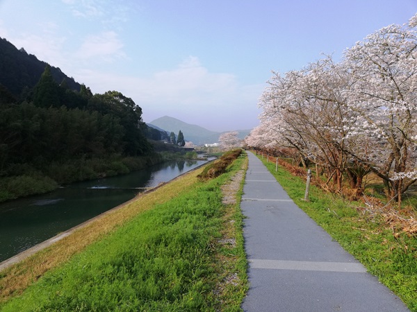 ③桜