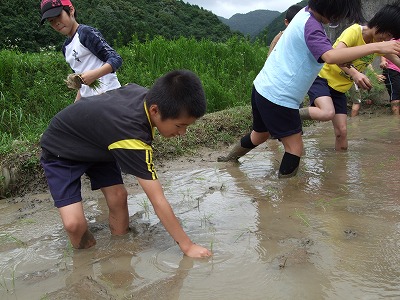 福連木小学校子供会田植え