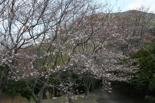 2019花001015