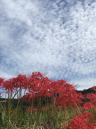 雲と彼岸花２８