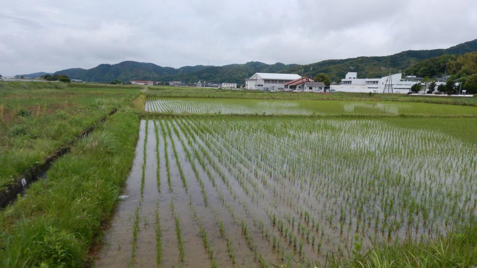 田植え体験