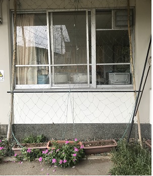 枯れたゴーヤ