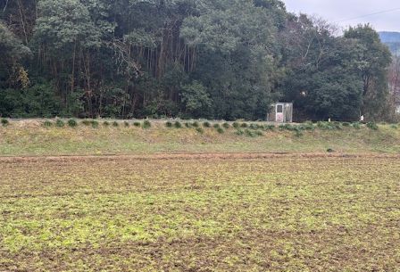 冬のひがん花２