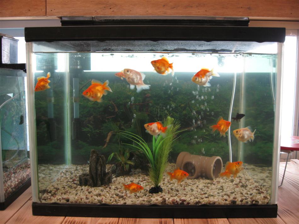 2011.04.30　金魚達.JPG