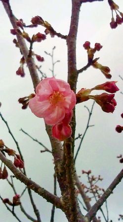 桜
