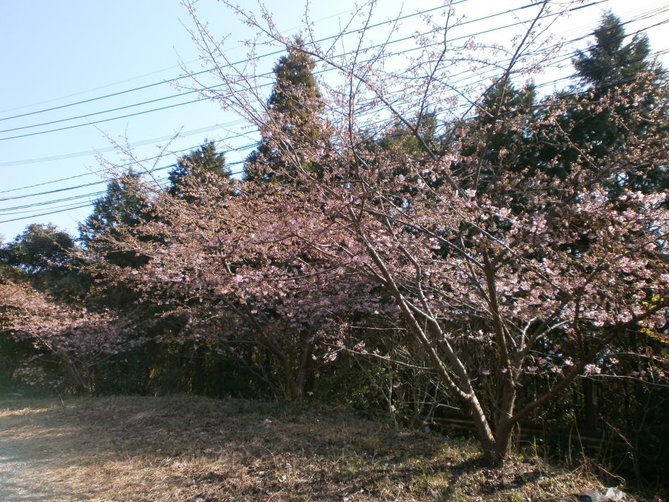 河津桜経過３