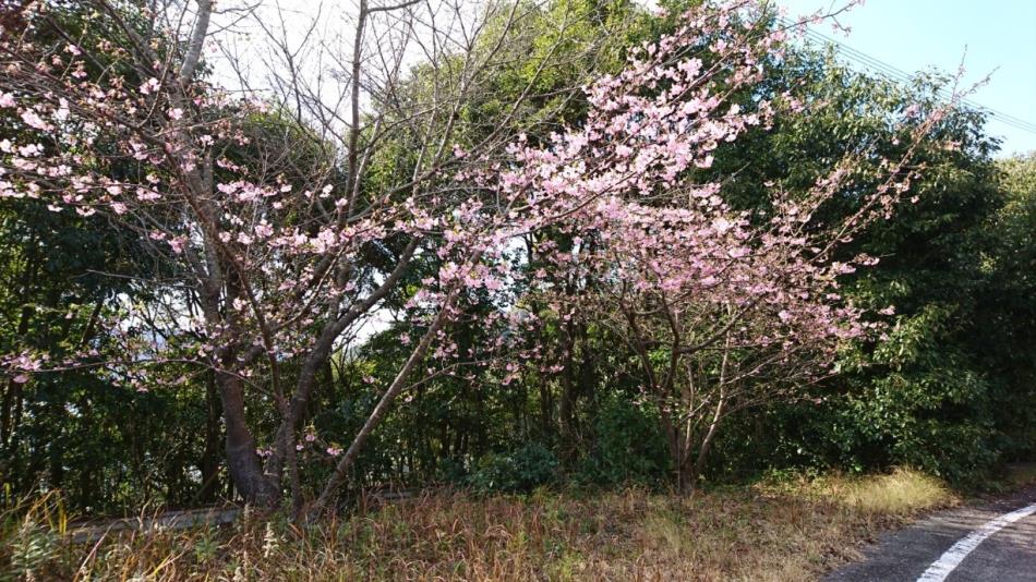 H31河津桜