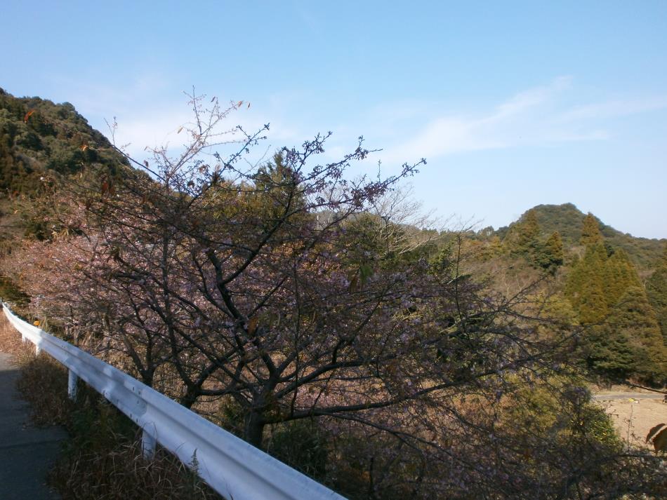 河津桜経過