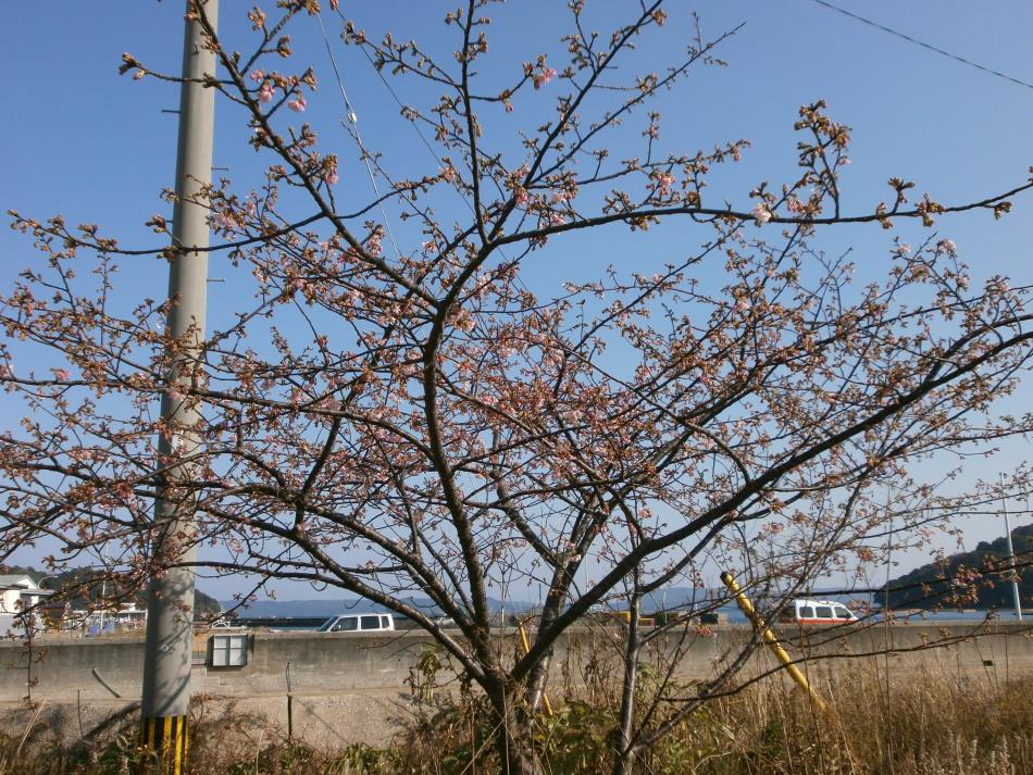 河津桜経過４