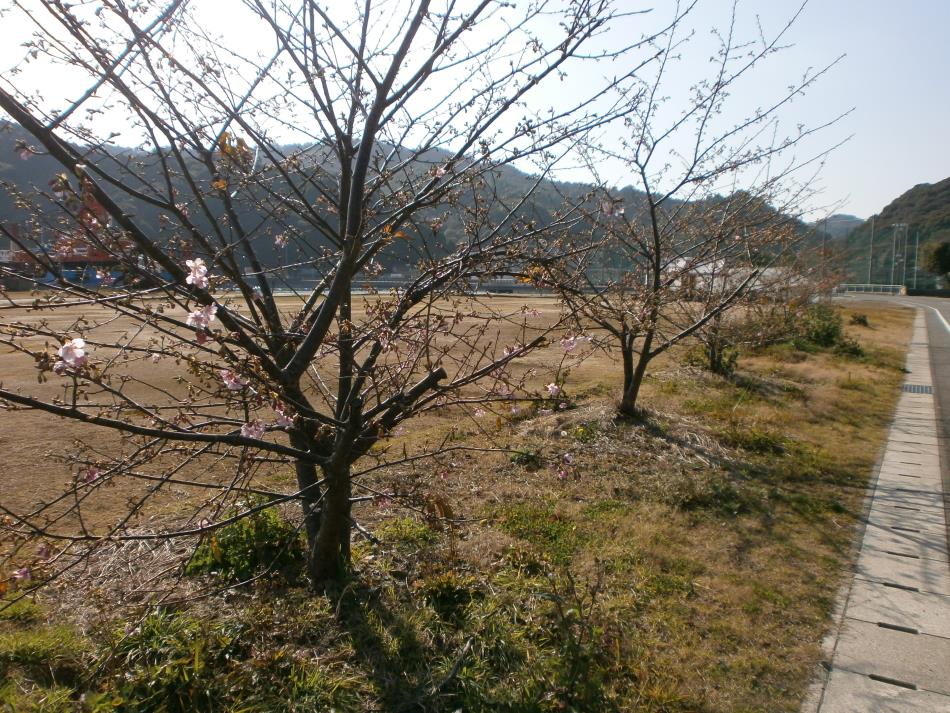 河津桜経過５