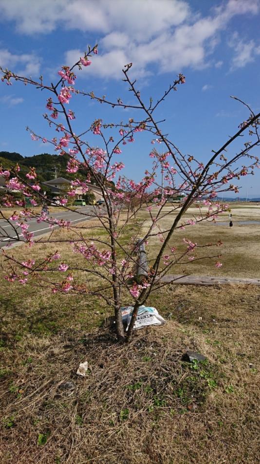 H31河津桜