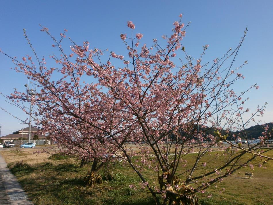 Ｈ28河津桜