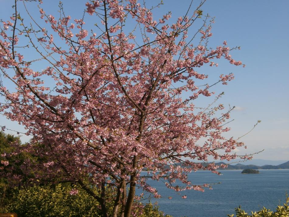 H28河津桜