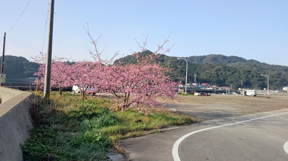 Ｈ28河津桜