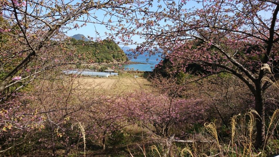 H31河津桜