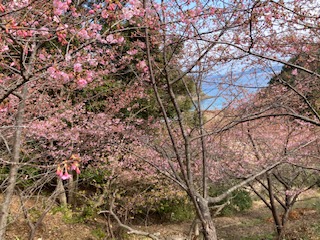 河津桜２月