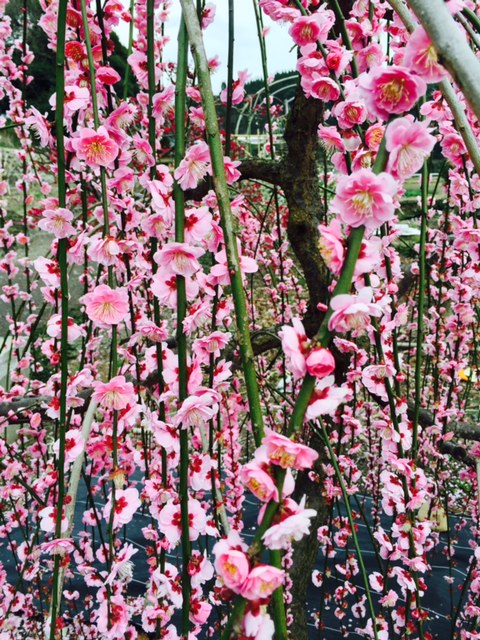 ume
