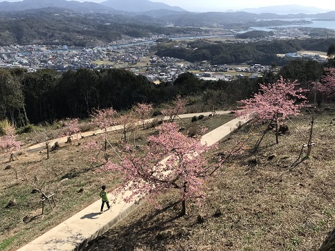 けんしんと桜