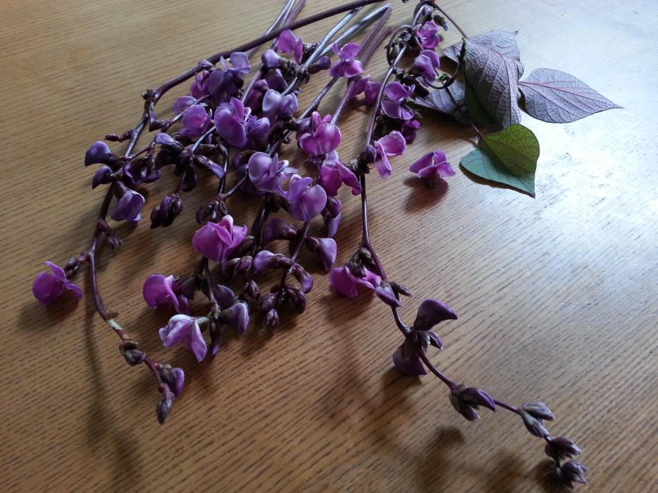 9月のエディブルフラワー 投稿フォーム Naturalherb 香草園 ナチュラルハーブ香草園