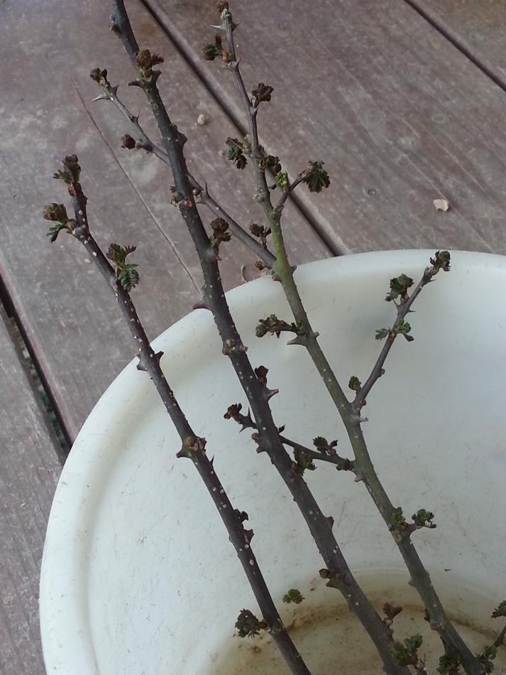 大麦と小麦の栽培と山椒の挿し木 お知らせ Naturalherb 香草園 ナチュラルハーブ香草園