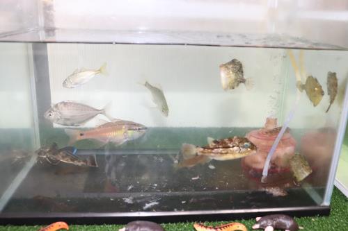 たくさんの生き物が入りました～(=ﾟωﾟ)ﾉ