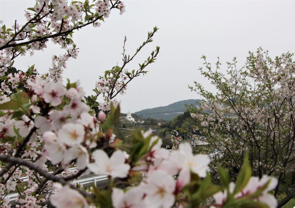 桜②