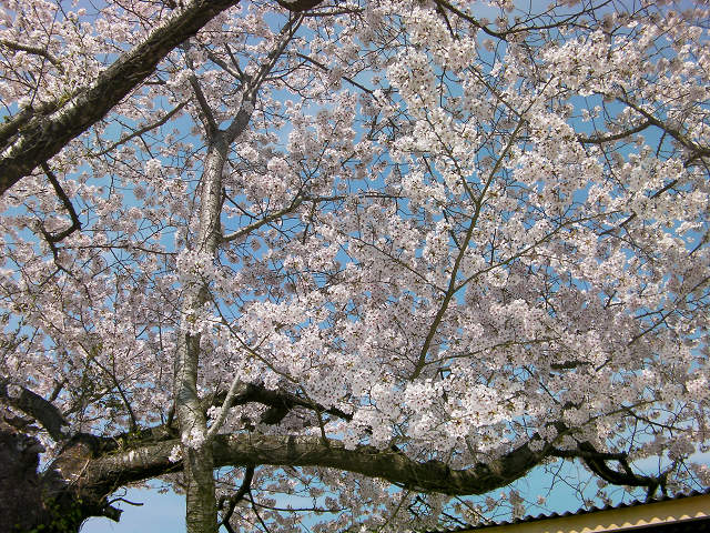 桜