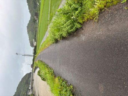 作業前草ぼうぼう
