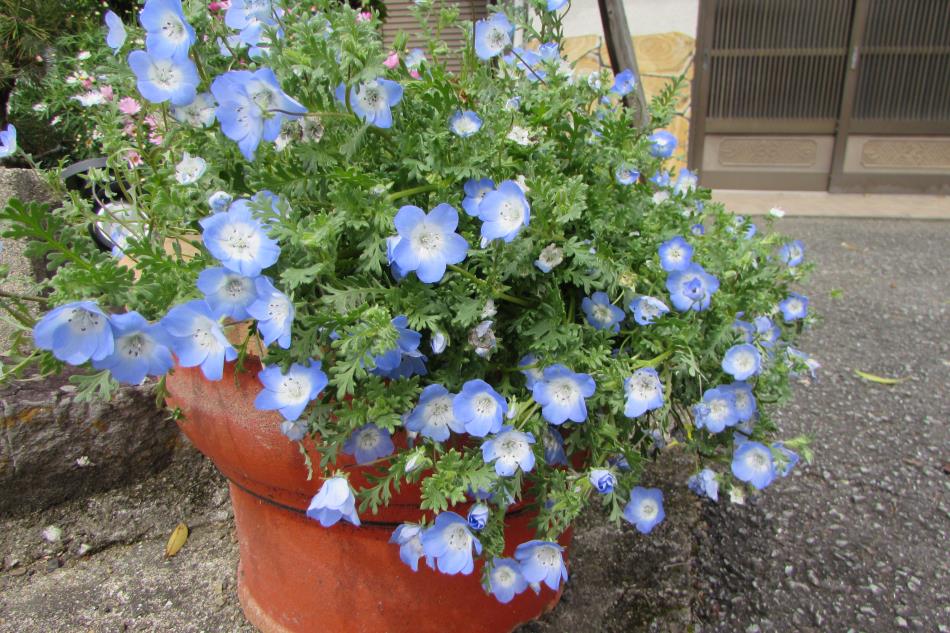 春花