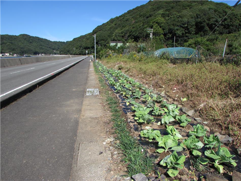 花いっぱい運動