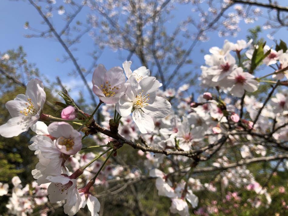 桜