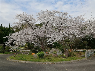 赤崎＊R4-2