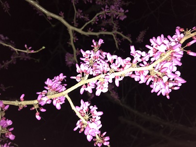 島子の桜　１