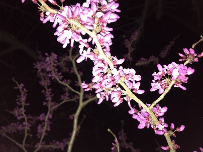 島子の桜