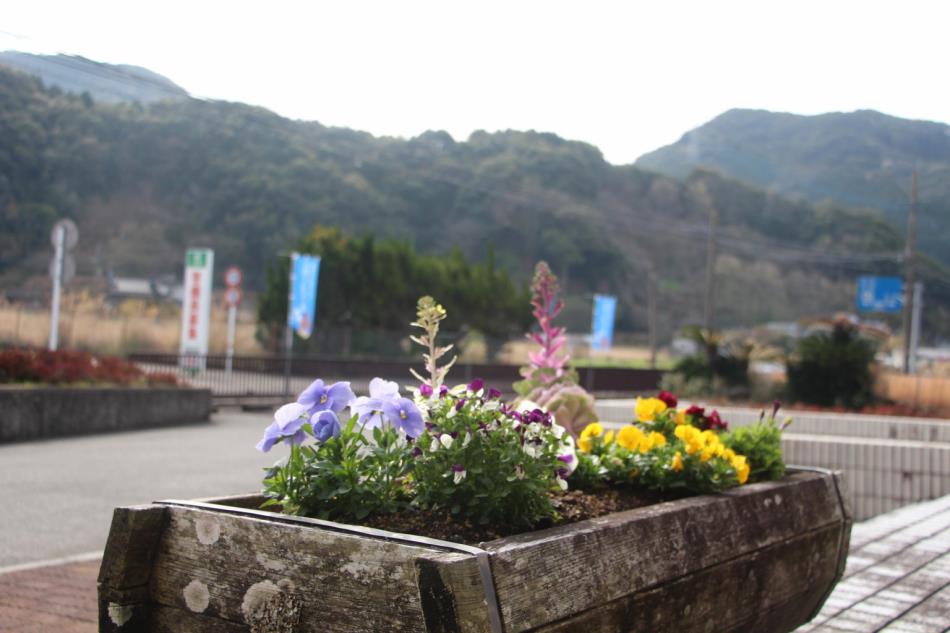 コレジヨ館に春が来た🌷