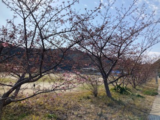 河津桜２月