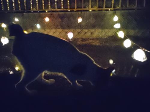 上揚区ライトアップ