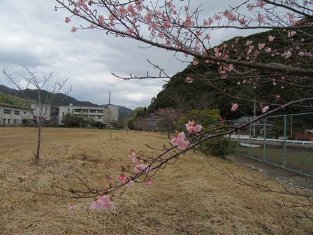 さくら公園