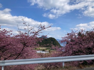 河津桜２月１７日