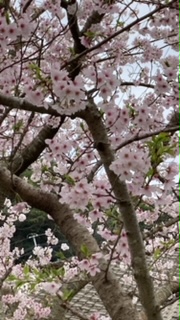 小学校桜