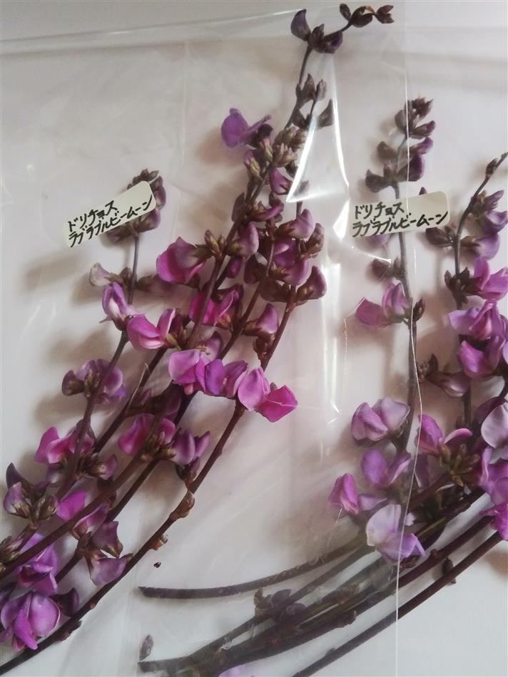 ９月のエディブルフラワー お知らせ Naturalherb 香草園 ナチュラルハーブ香草園