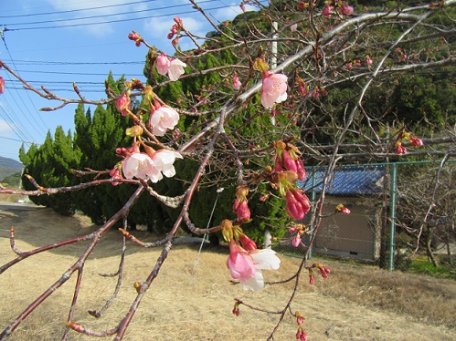 河津さくら