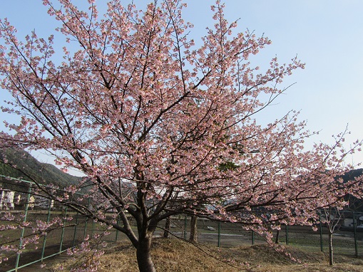 河津桜