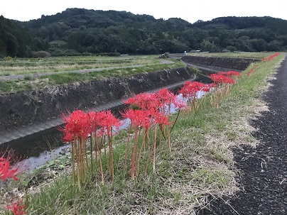彼岸彼岸花