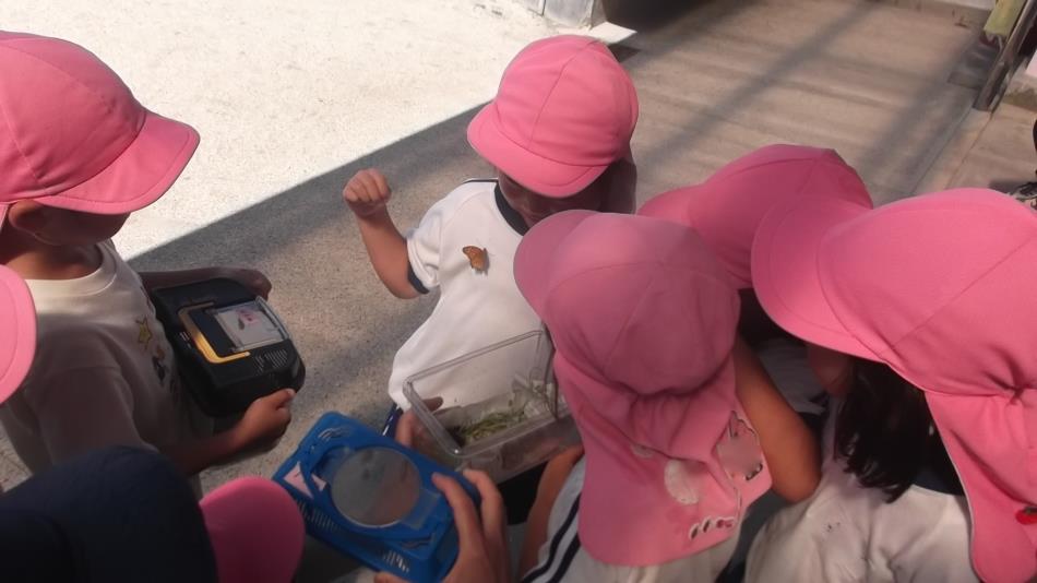 ツマグロヒョウモンとまったよ～（R7ゆり組６月）