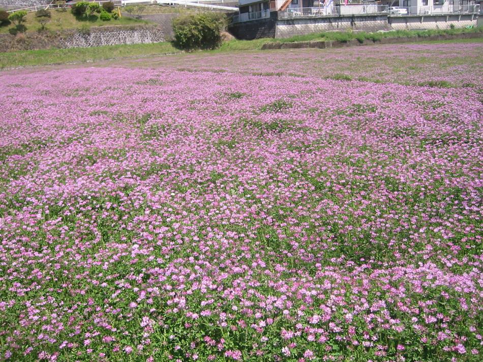 れんげ草