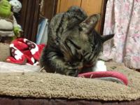 スマホでパチリ　にゃんこ10