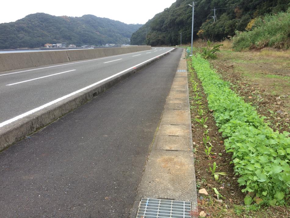菜の花花壇