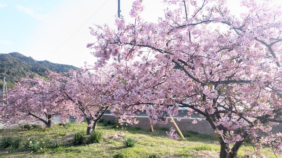 河津桜